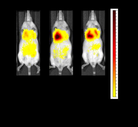 【名城大学】肺に効率的に届けて長く留まる機能utf-8