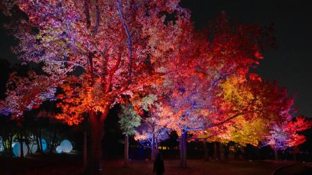 「チームラボ ボタニカルガーデン 大阪」、紅葉が見頃