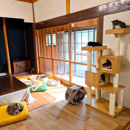 【宮城県丸森町】「譲渡型保護猫カフェ　まるもふ堂」