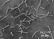 奈良漬は発酵食品だった