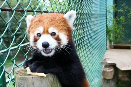 【JAF福島】東北サファリパークの入園料金が最大半額 【JAF福島】東北サファリパークの入園料金が最大半額