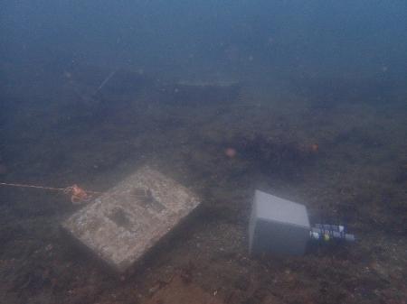 セルロースを活用した藻場造成の実証、千葉県で有効性