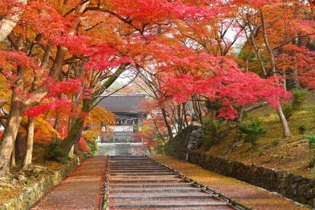 【京都・紅葉期間限定特別OPEN】毘沙門堂 × BAIKAL Ca