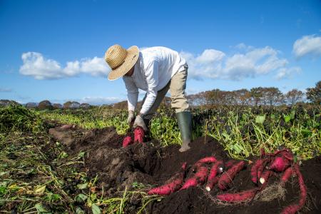 直営農場「東北牧場」 旬のさつまいも を使用したバイ