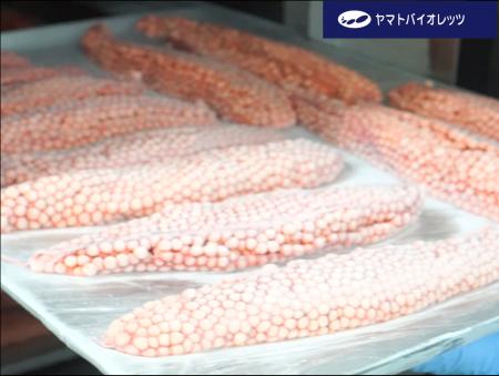 【医療分野の冷凍技術を水産業に応用】ヤマトバイオレ