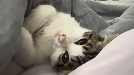 きゃぴもふ公式YouTubeにて、保護子猫「きなこ」の成