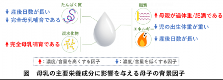 第3回全国母乳調査　母乳成分の個人差に関わる要因を
