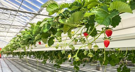 持続可能な農業で実現する高品質イチゴが初出荷
