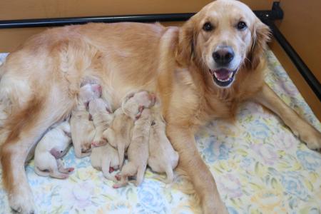 【大募集中】介助犬となる犬のお母さん犬、お父さん犬 【大募集中】介助犬となる犬のお母さん犬、お父さん犬