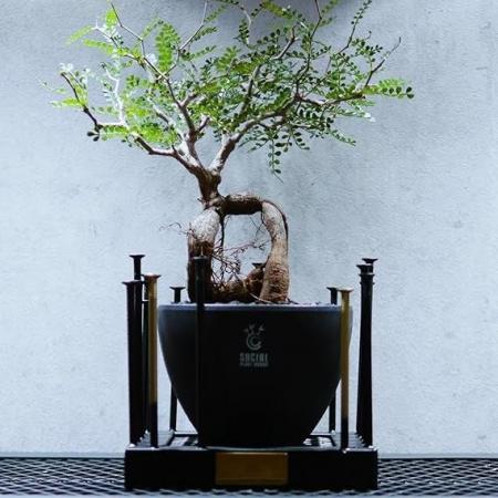 「SOCIAL PLANT WORKS」ブランド本格始動。アガベ・塊