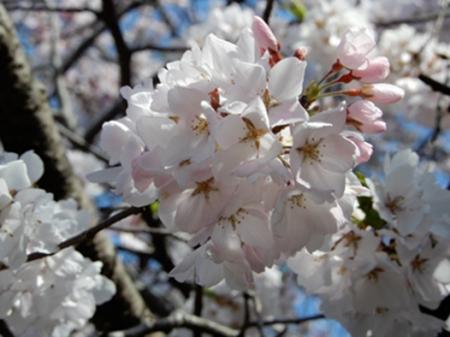 【跡見学園女子大学】キャンパスに自生した新種utf-8