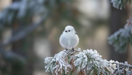 【名入れギフト ギフトヤ】この子に決めたっ！当店で