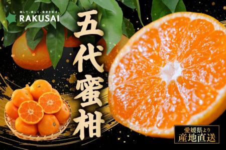 年末の産地直送！箱みかん　愛媛県産『新口農園さんが