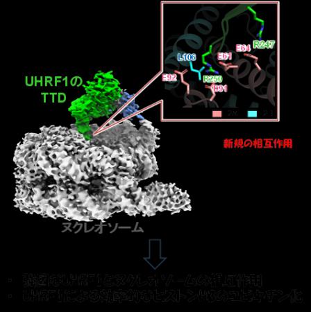 【横浜市立大学】UHRF1によるヌクレオソーム認識utf-8