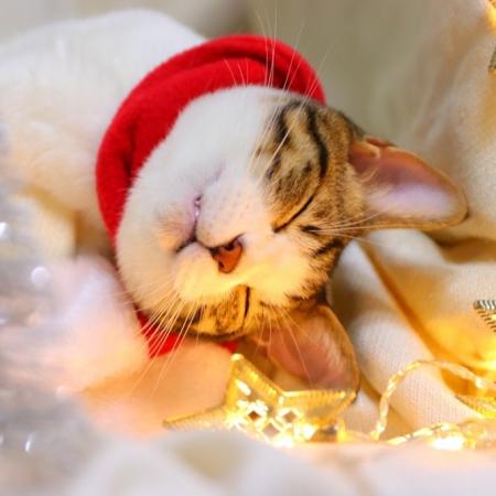 いなばペットフード　わんちゃん・猫ちゃんと迎える「