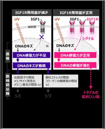 紫外線（UV）を浴びた直後のDNA修復がUVディフェンス