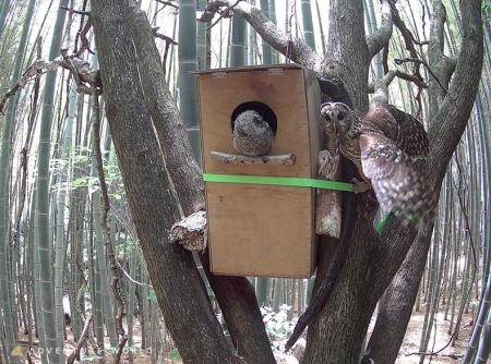準絶滅危惧種フクロウが自然下で２羽巣立ちを確認　ア