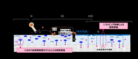 紫外線を味方につけて、水に強く崩れにくいUVカット膜
