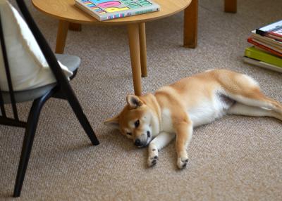 【家族のお悩み解決】お家専用タイルカーペット2025年