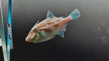 蛇から馬へバトンタッチ！～巳年と午年の干支展を同時