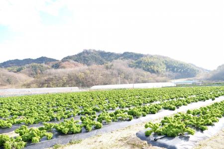 広島県因島産「しまなみリーフ」提供開始!― 船を造る 広島県因島産「しまなみリーフ」提供開始!― 船を造る