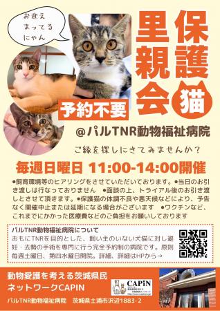 保護猫がお迎えを待っています!毎週日曜日開催「CAPI 保護猫がお迎えを待っています!毎週日曜日開催「CAPI