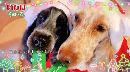 いなばペットフード　全国のわんちゃんが登場！「ちゅ