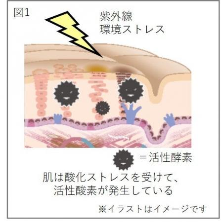 フラボノイドとアスコルビン酸の相乗効果で表皮細胞の