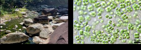 【名城大学】タイの温泉に生きるシアノバクテリutf-8