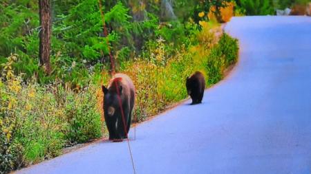 【熊対策のAI】熊出没を検知し、被害を未然に防ぐソリ