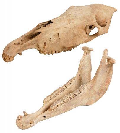 新春ミニ展示「午年展」～ウマにちなんだいろいろな標