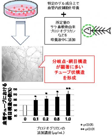 神戸学院大学×一丸ファルコス株式会社 血管新生を促進