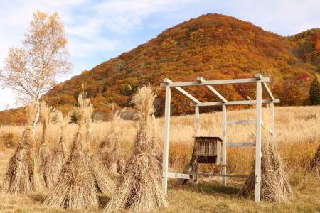 【自然と生きていく】みなかみ「上ノ原 入会の森」が