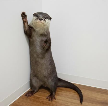 あなたの街でカワウソさんを育ててみませんか？utf-8