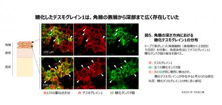 角層の細胞間接着構造が生体内で糖化されていることを