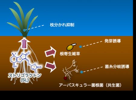 植物シグナル分子「ストリゴラクトン」の機能解析や検