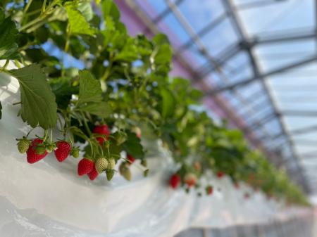 【川越プリンスホテル】埼玉県産ブランド稀少ないちご