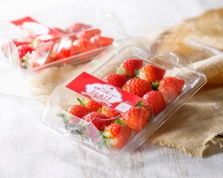 近鉄百貨店が育てる大阪いちご「はるかすまいる」の販