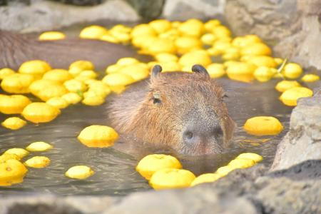 伊豆シャボテン動物公園で恒例の「カピバラのゆず湯」