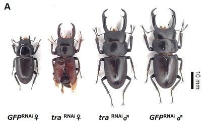 クワガタムシ科における「メス化遺伝子」transformer 