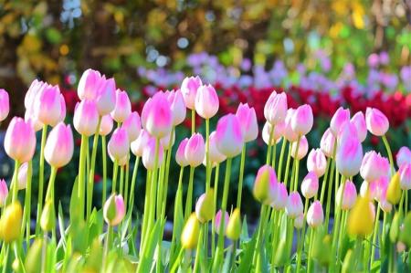 江の島サムエル・コッキング苑 の冬の風物詩「ウィン 江の島サムエル・コッキング苑 の冬の風物詩「ウィン