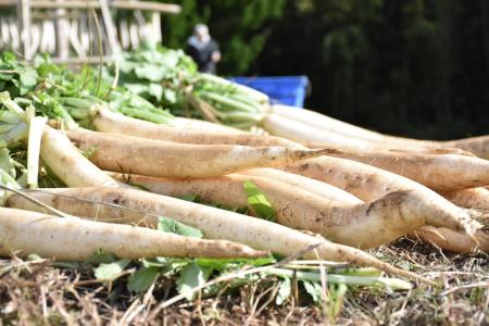 【静岡・三島】伝統のたくあん漬けや大根料理を堪能! 【静岡・三島】伝統のたくあん漬けや大根料理を堪能!