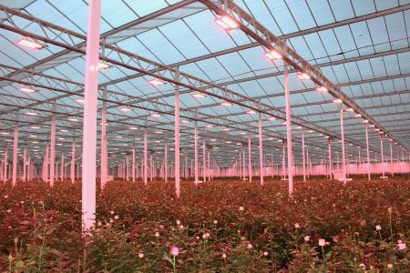 シグニファイ、クニエダ株式会社へ植物育成用LED照明 シグニファイ、クニエダ株式会社へ植物育成用LED照明