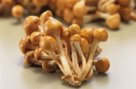 「なめこ」「トリュフ」など食卓の素材が美容成分に!? 「なめこ」「トリュフ」など食卓の素材が美容成分に!?