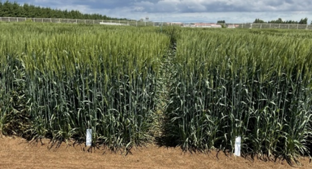 日清製粉、日清製粉ウェルナ パスタ向け小麦品種「芽 日清製粉、日清製粉ウェルナ パスタ向け小麦品種「芽