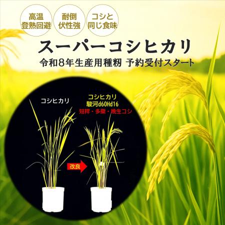 気候変動に強い「スーパーコシヒカリ」のリリース 気候変動に強い「スーパーコシヒカリ」のリリース