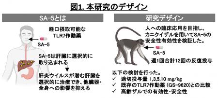 新規TLR7アゴニスト「SA-5」の前臨床安全性と有効性を 新規TLR7アゴニスト「SA-5」の前臨床安全性と有効性を