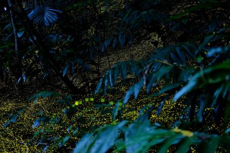 【西表島ホテル】春の夜しか見られない、ホタルが織り 【西表島ホテル】春の夜しか見られない、ホタルが織り