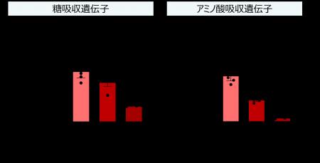 世界初!キリンと東京大学が、ヒトiPS細胞由来小腸オ 世界初!キリンと東京大学が、ヒトiPS細胞由来小腸オ