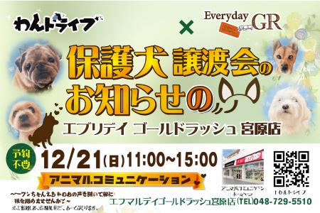 エブリデイゴールドラッシュ宮原店×わんドライブ 202 エブリデイゴールドラッシュ宮原店×わんドライブ 202